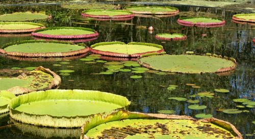 lily pads pond aquatic