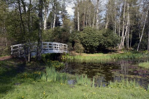 lily pond pond lily pad