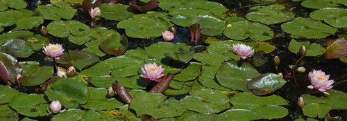 lily pond  water lily  nature