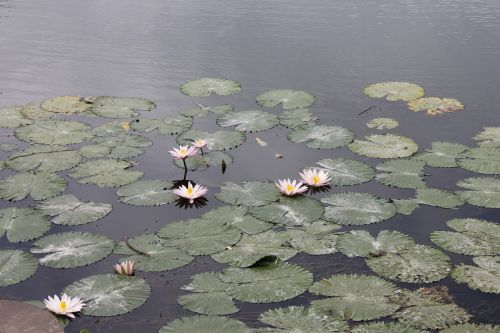 lily pond lily waterlily