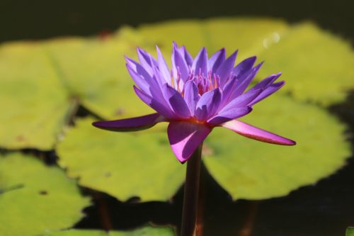 lily stellate nymphaea nouchali water lily