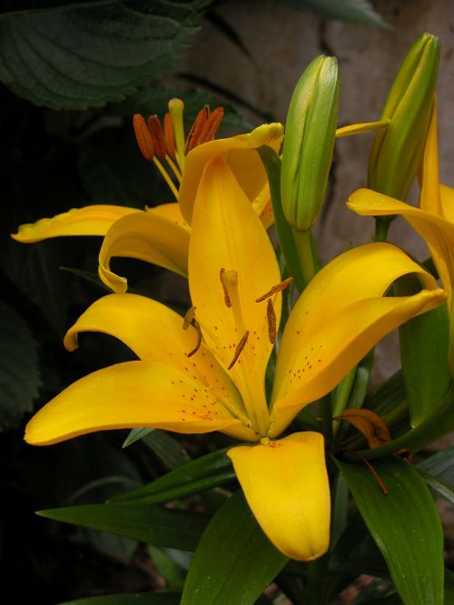 lily yellow flower garden