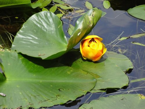 lily pad lake water