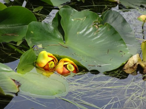 lily pad lake water