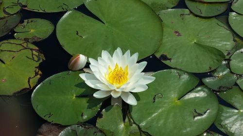 lily pad flower pond
