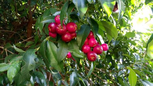 lilypillies fruit magenta