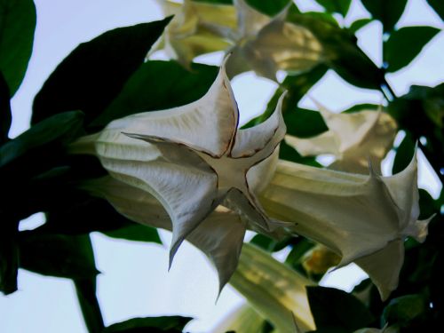 lilys white tubulur
