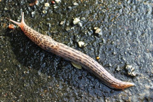 limax maximus slug nature