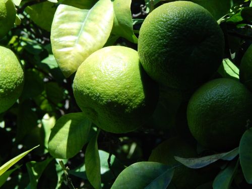 lime lemon fruit