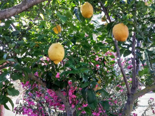 lime colors fruit trees