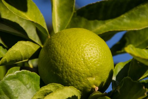 lime fruit tree