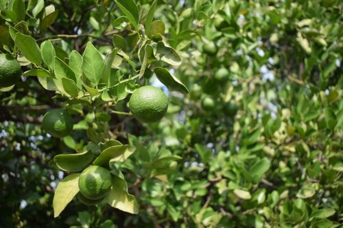 lime green fruit