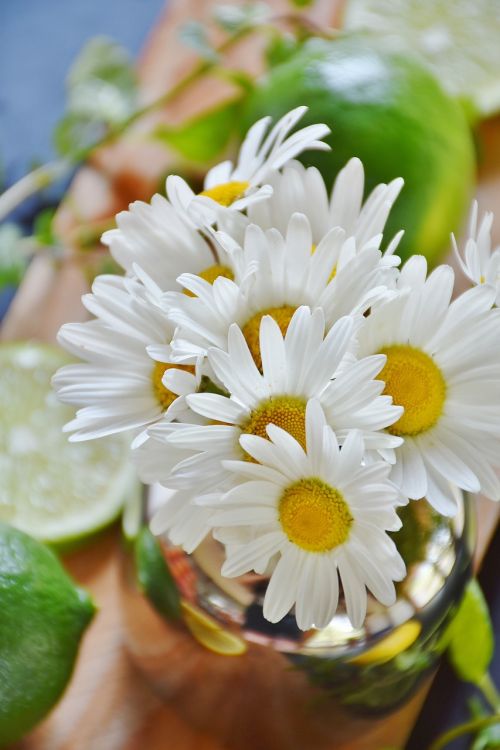 lime lemons daisies