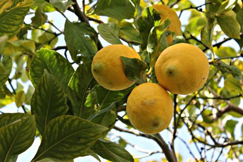 lime lemon fruit