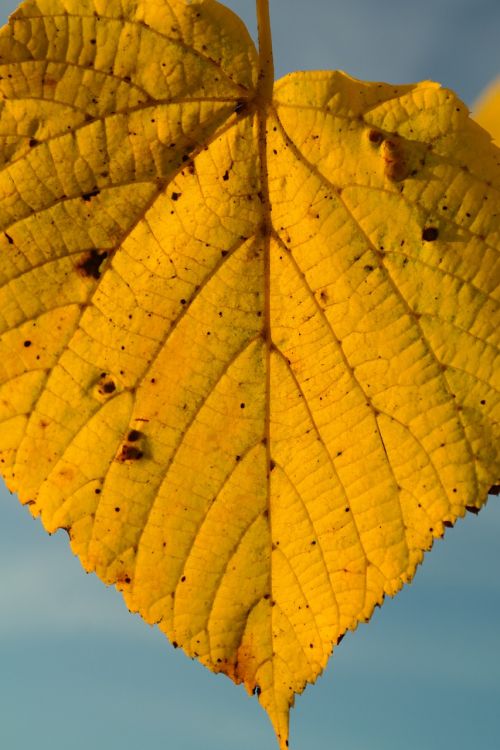 lime leaf autumn yellow