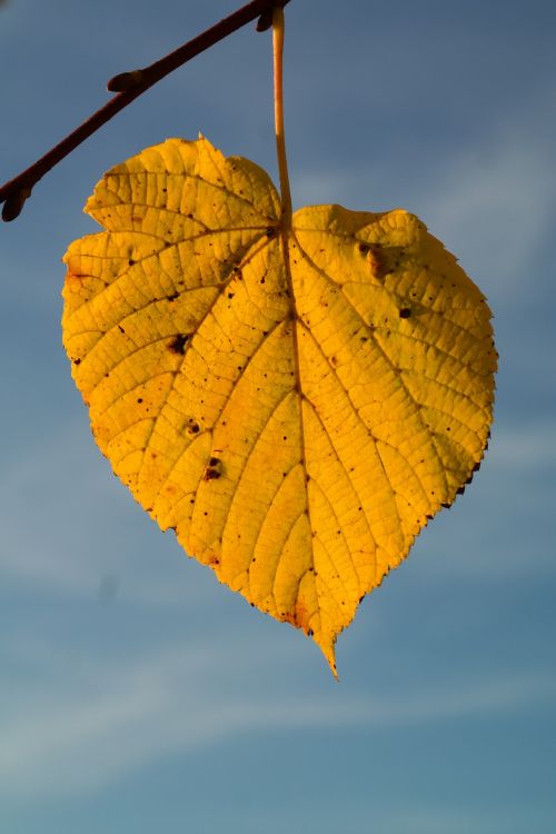 lime leaf autumn yellow
