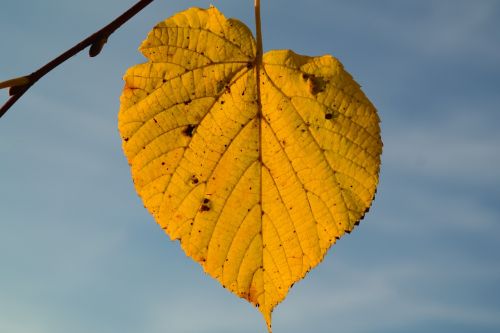lime leaf autumn yellow