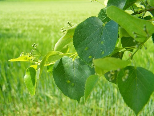 lime tree branch  nipples