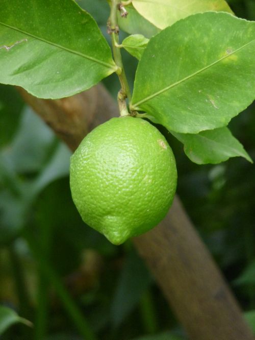 limone branch nature