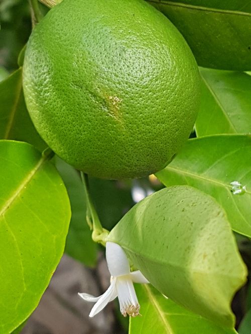 limone fruit citrus fruit