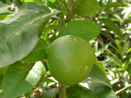 limone fruit sour