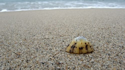 limpet shell alone