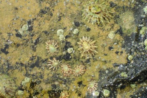 limpets sea nature