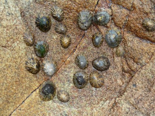 limpets shell sea