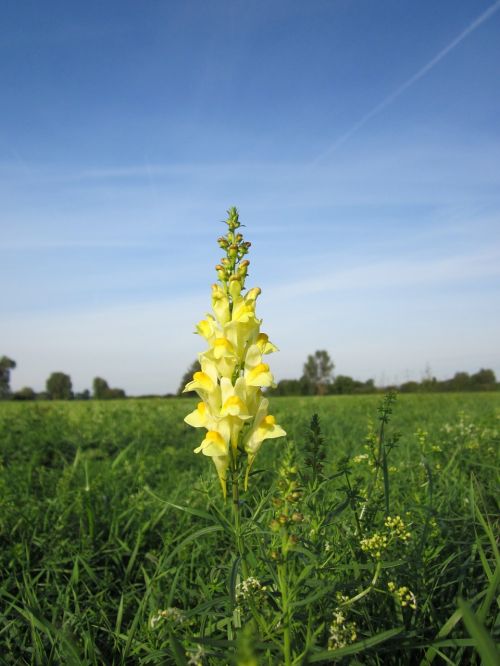 linaria vulgaris common toadflax yellow toadflax