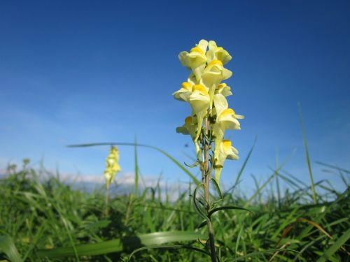 linaria vulgaris sky clouds