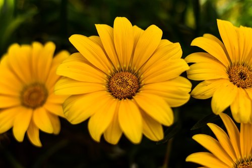 linda flower  yellow flower  petal