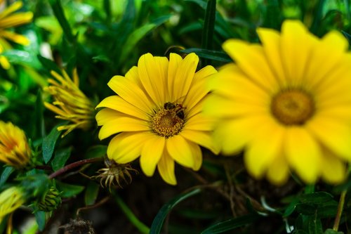 linda flower  yellow flower  petal