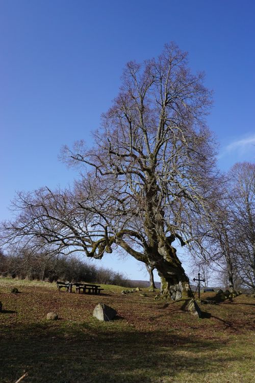 linde nature sunny