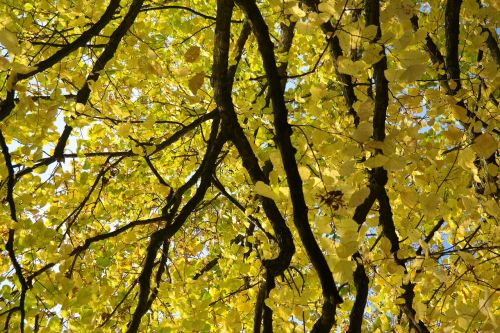linde tree autumn