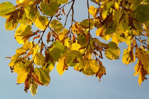 linde tree autumn