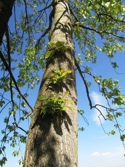 linde tree log
