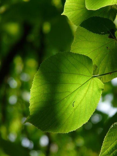 linde leaf individually