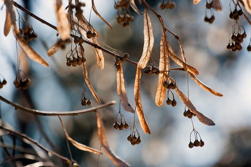 linden  tree  lime seeds