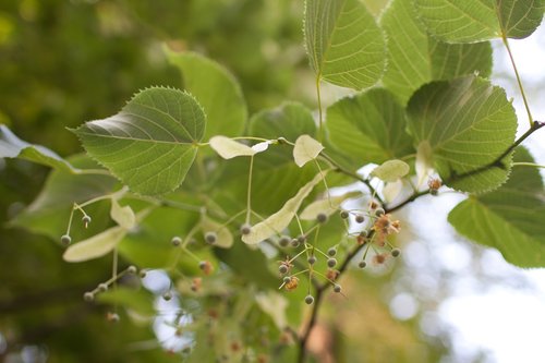 linden  leaves  tree