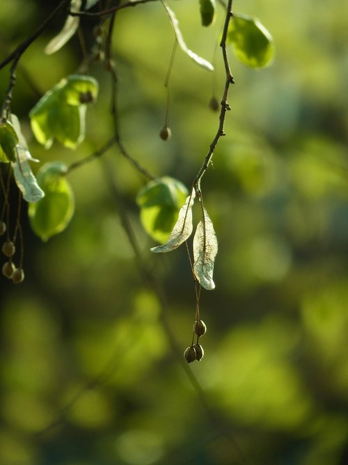 linden  spring  tree