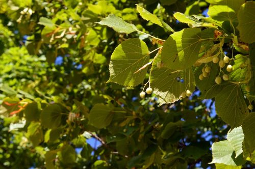 linden leaves branch
