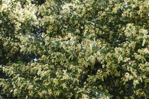 linden color tree