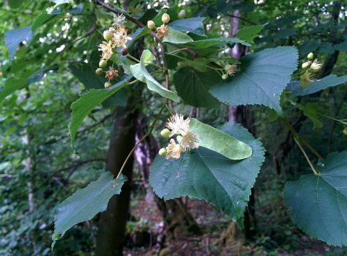 linden lime flower blossom