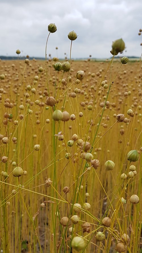 linen  flax  field
