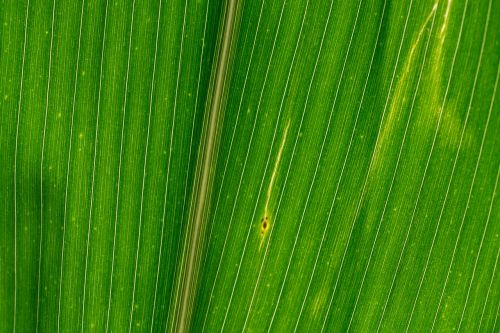 lines structures corn leaf