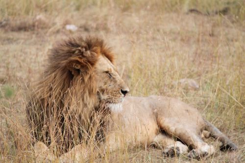 lion africa animal