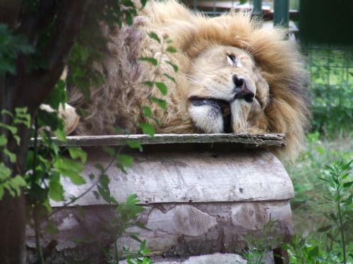 lion sleep lie