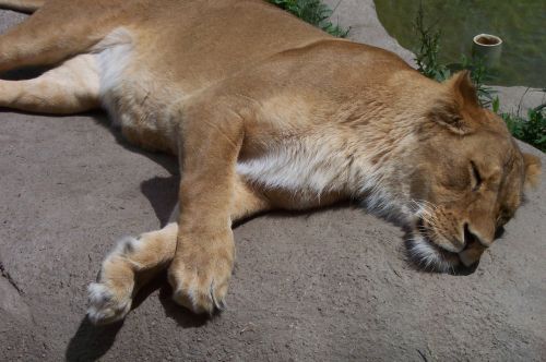 lion lioness zoo