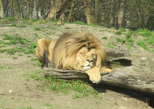lion wild animals zoo