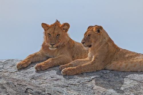 lion africa serengeti